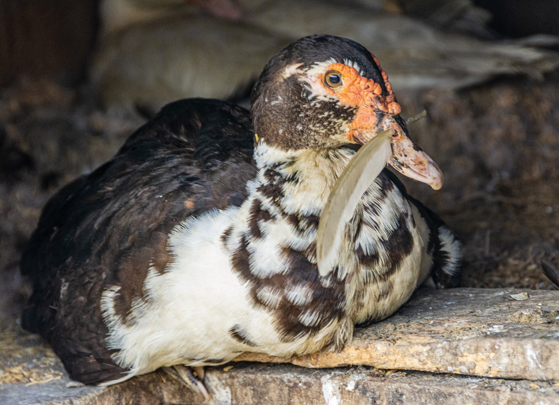 Chitwan Tharu Village Tour